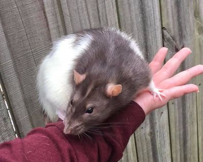 A person wearing a maroon sleeve holds a large rat with chocolate brown and white fur on their forearm. The background features a wooden fence.